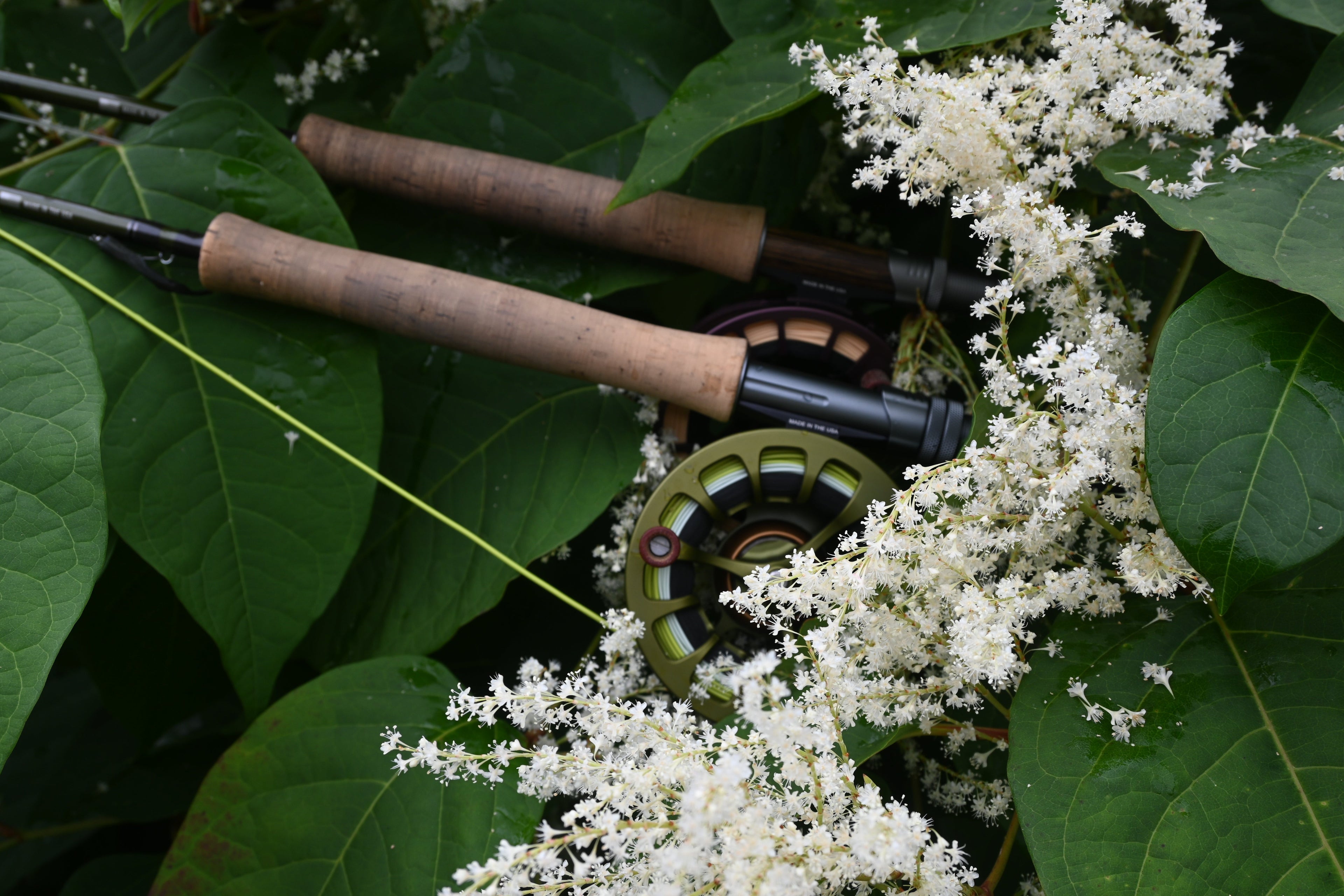 Freshwater Reels