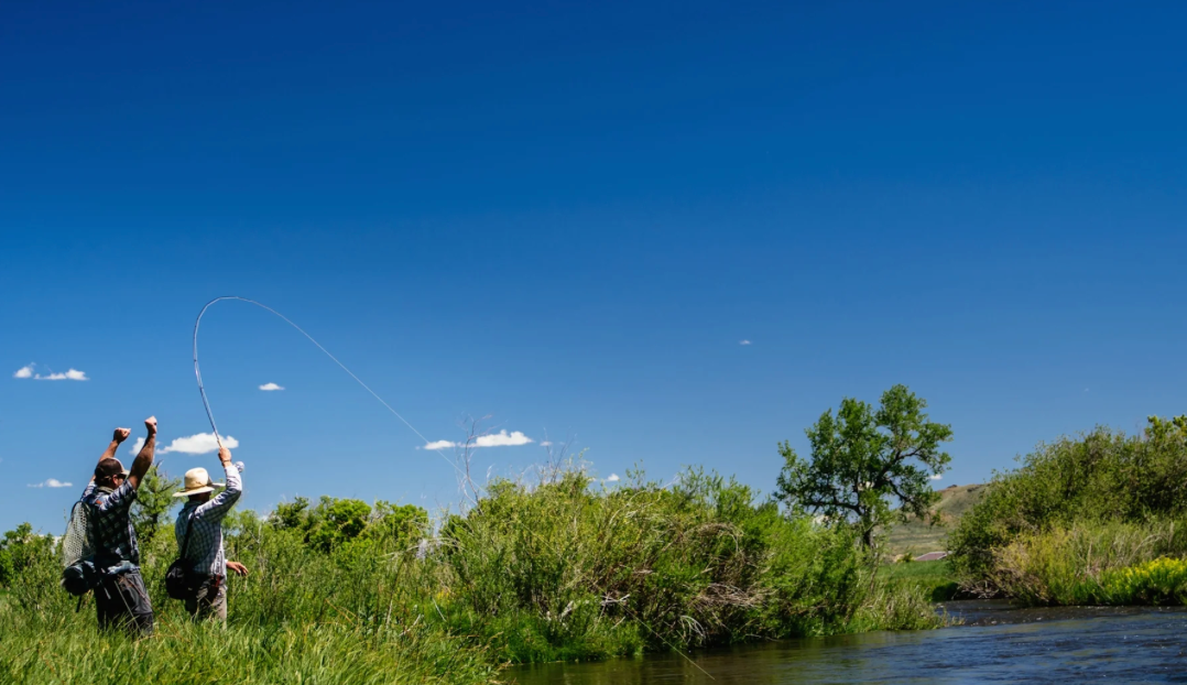 Thomas & Thomas Lotic