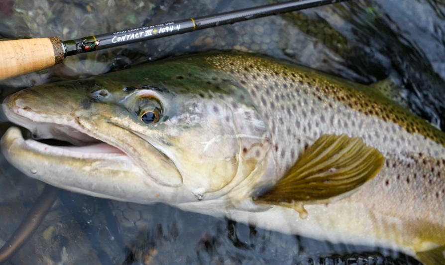 Thomas and Thomas Contact III+ rods